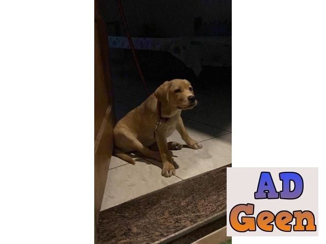 used golden male labra 3.5 months old for sale 